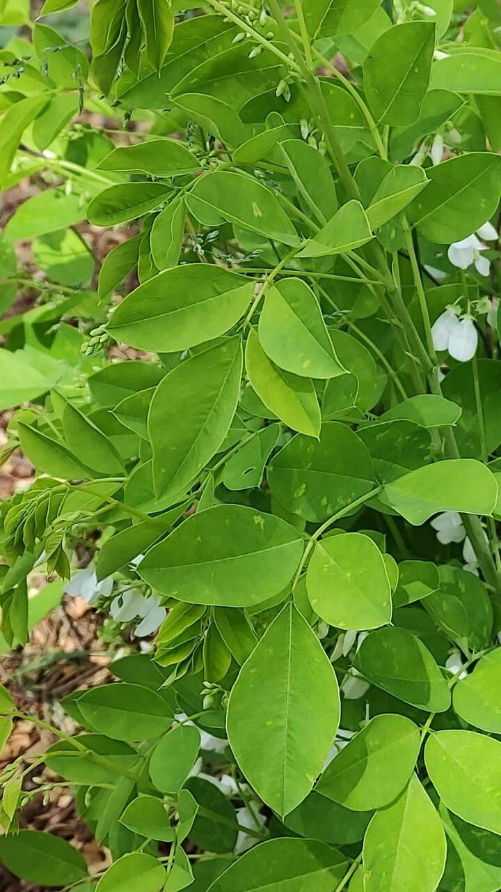 Indigofera decora — search result for 'Indigofera'