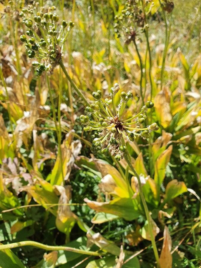 Allium victorialis fruit