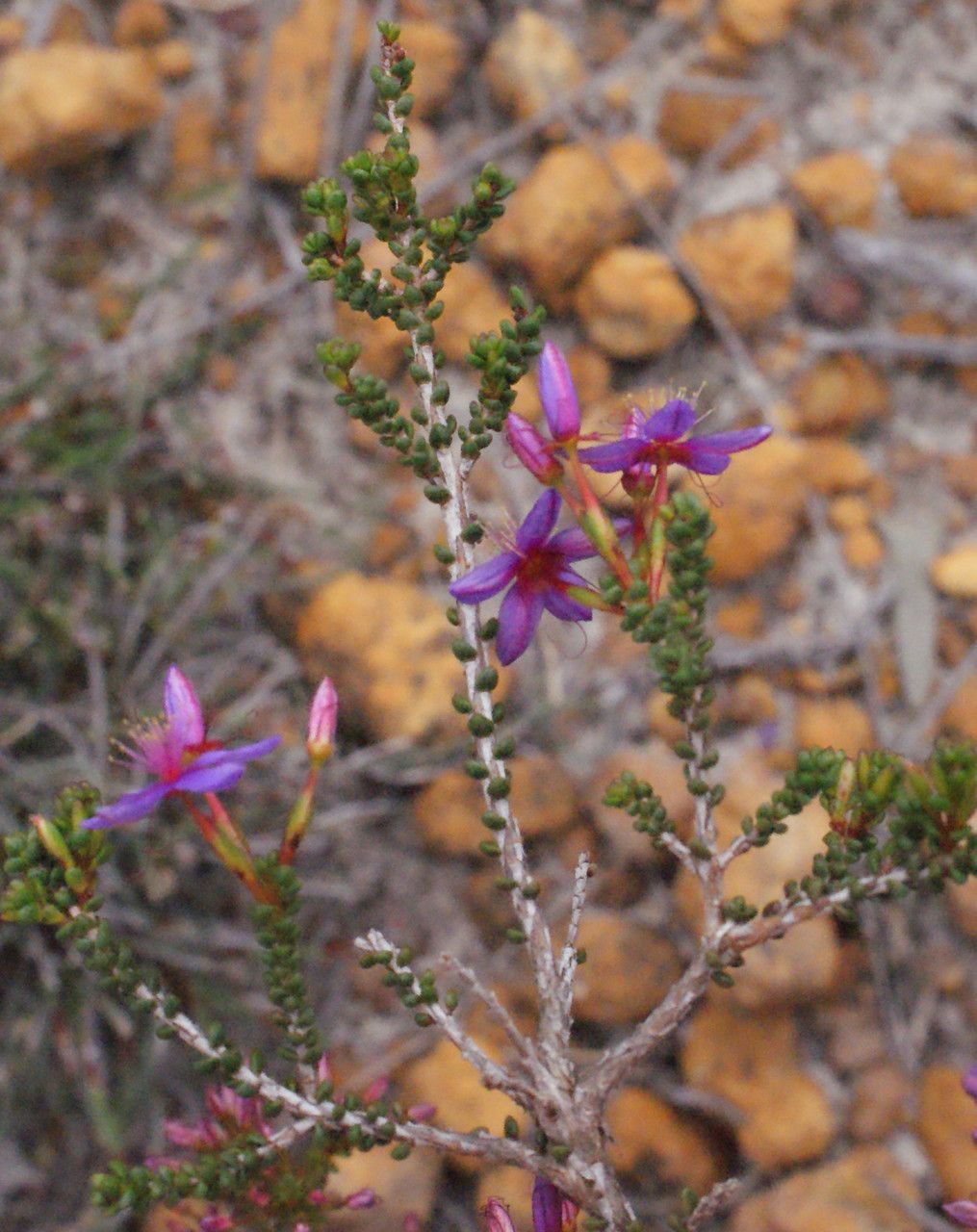 Calytrix leschenaultii habit