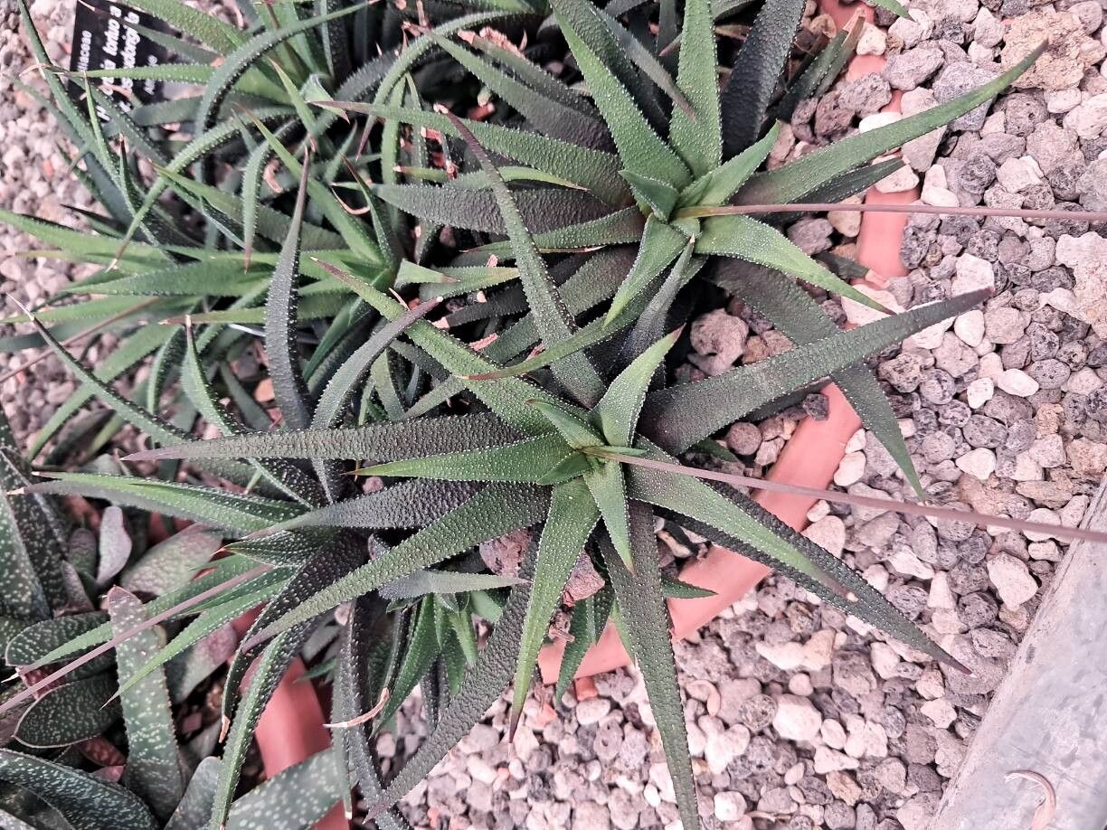 Haworthiopsis × pseudorigida — search result for 'Haworthiopsis'