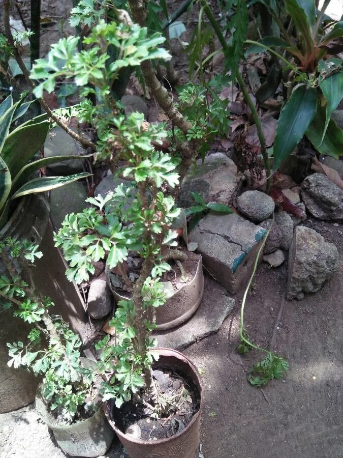 Pelargonium gibbosum habit
