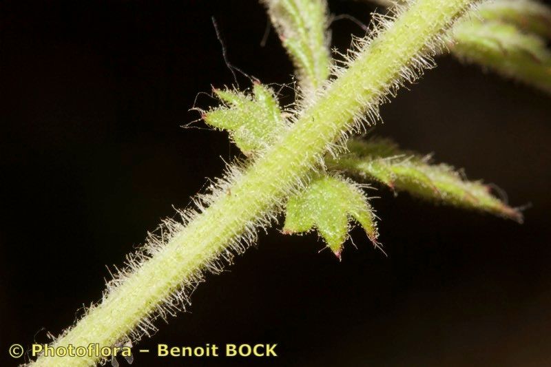 Sanguisorba hybrida bark