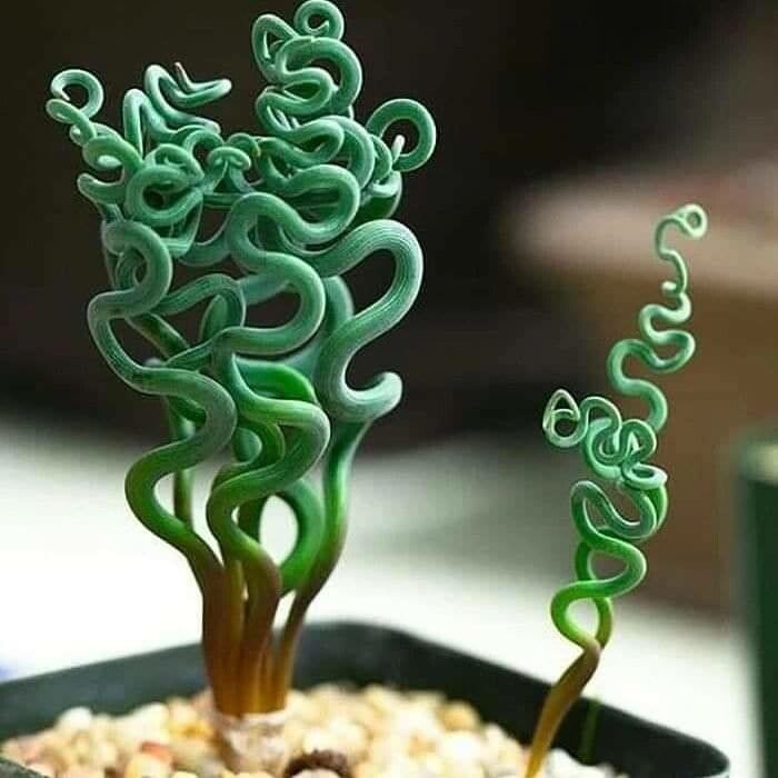 Trachyandra tortilis — houseplant care guide