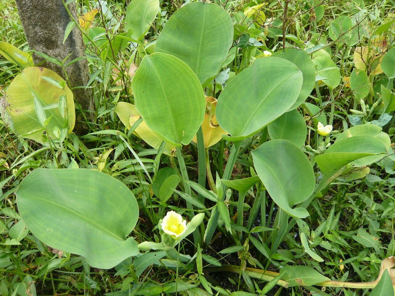 Limnocharis flava other