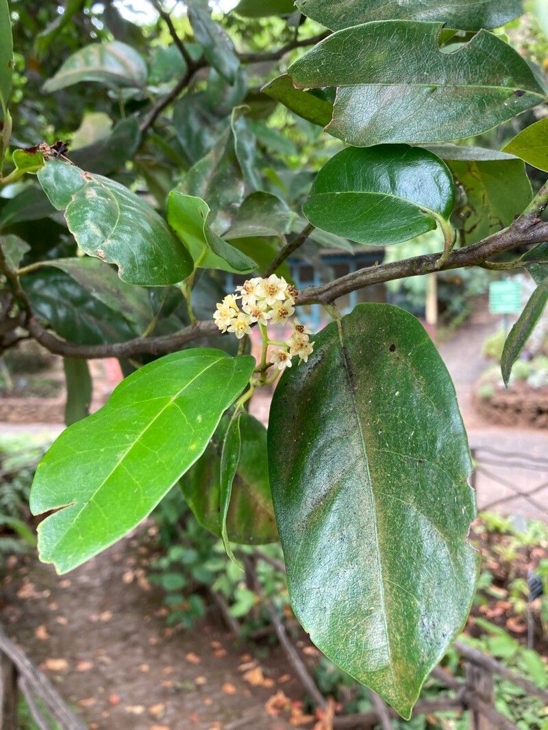 Ocotea foetens flower