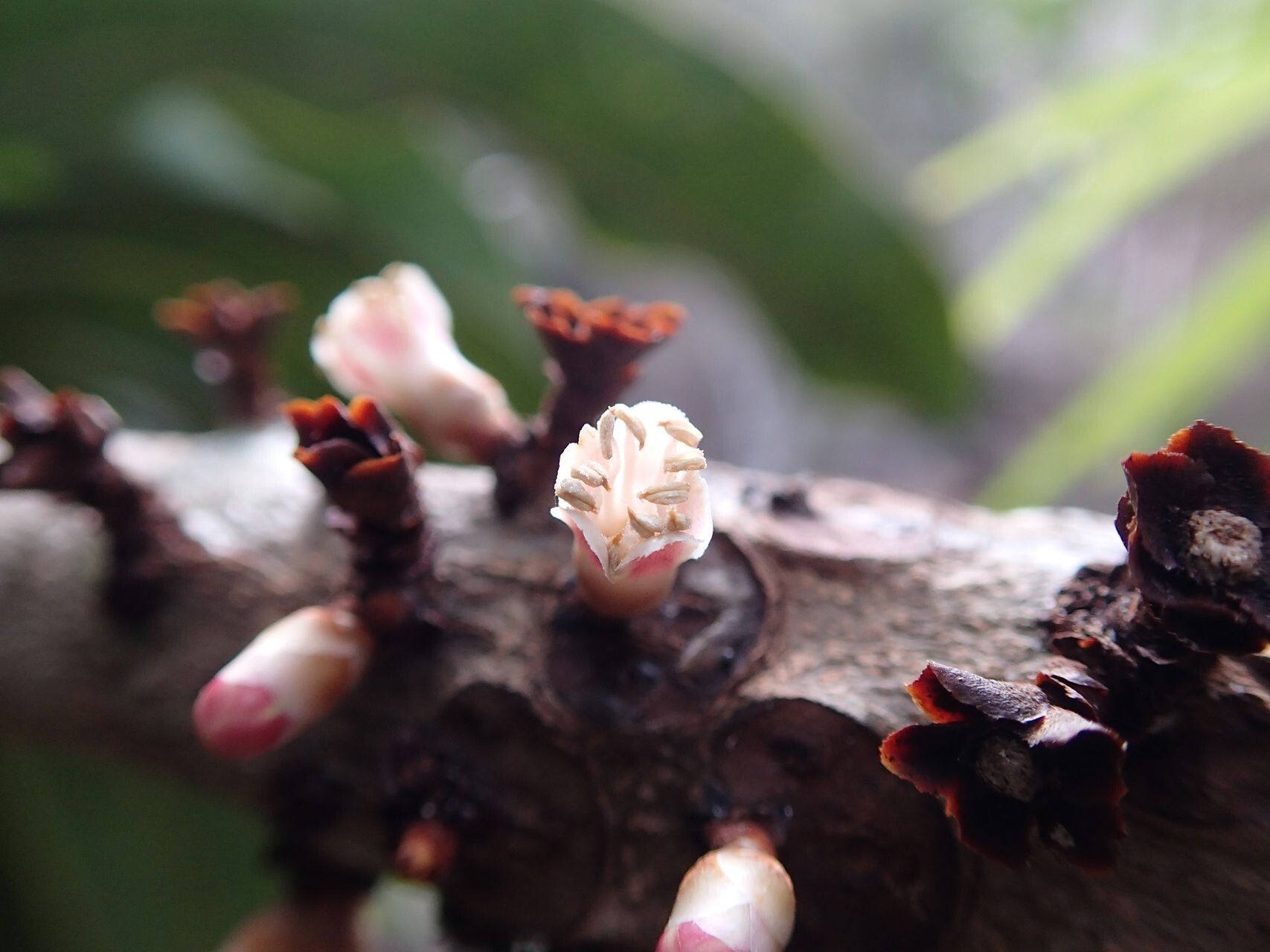 Pycnandra kaalaensis flower