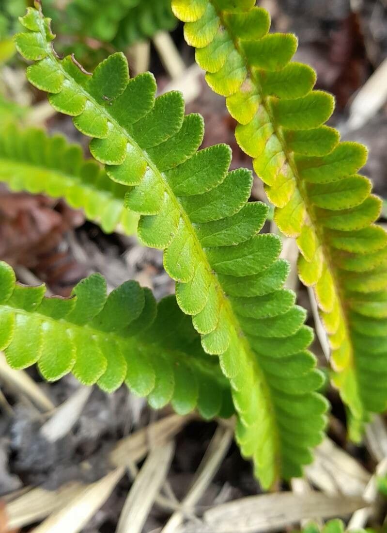 Blechnum microphyllum — houseplant care guide