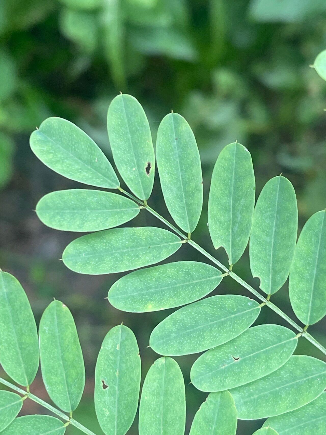 Indigofera galegoides leaf