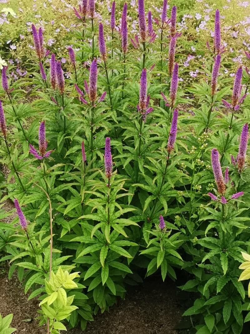Veronicastrum sibiricum leaf