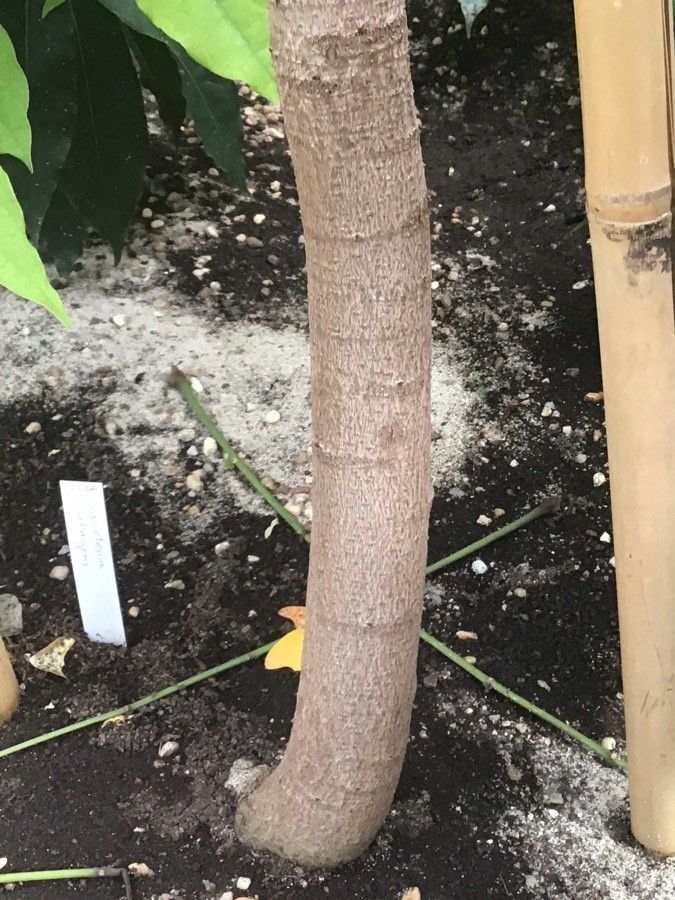 Swietenia mahagoni bark