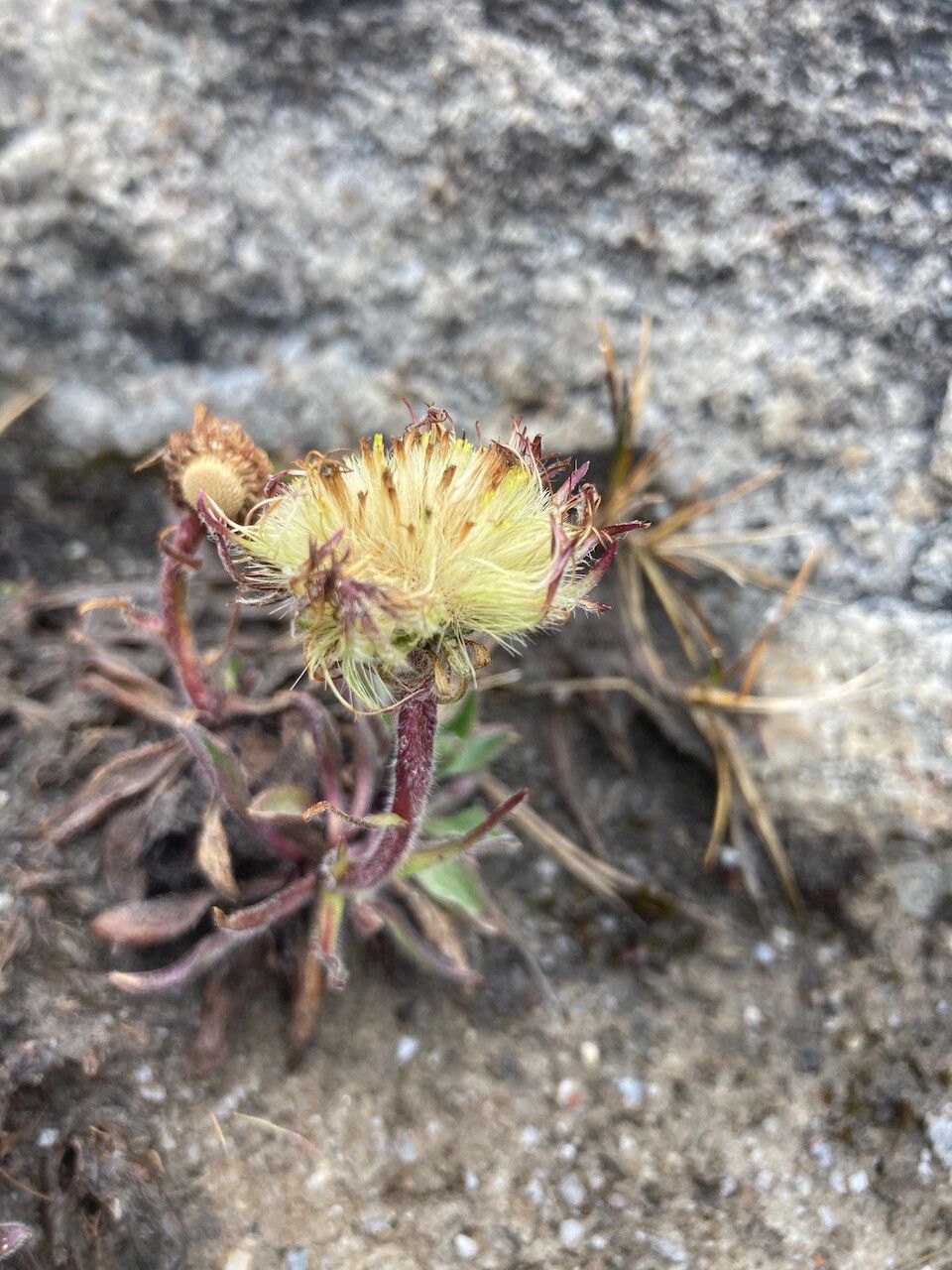 Erigeron chionophilus fruit