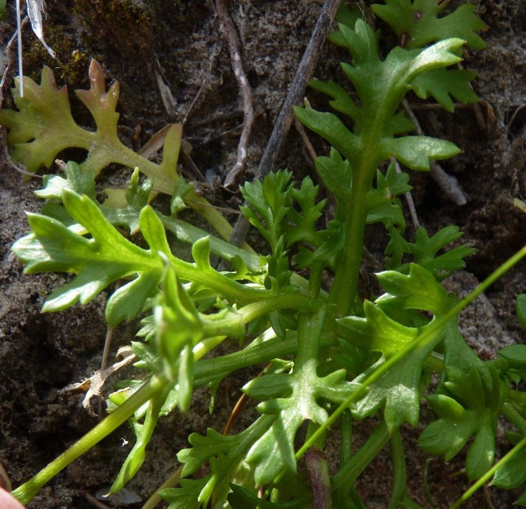 Mauranthemum decipiens — related species from the same genus