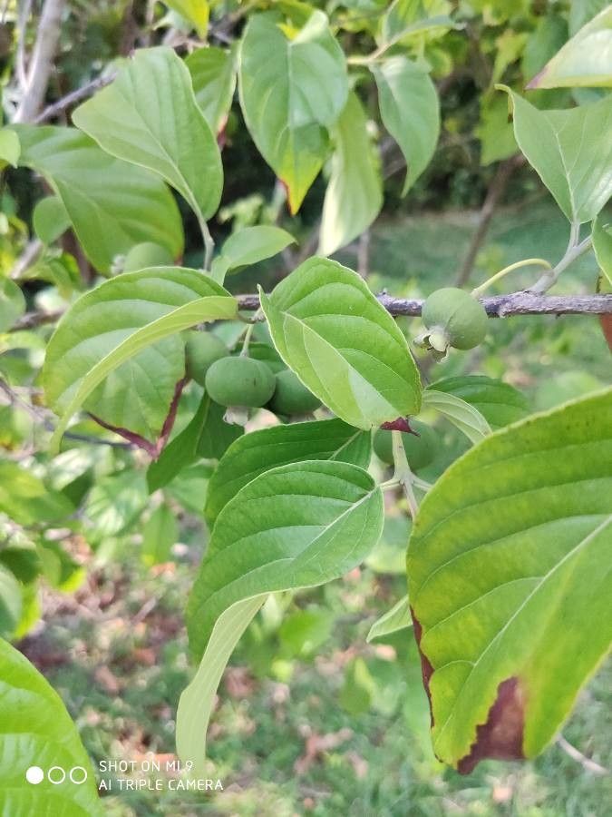 Campomanesia lineatifolia — search result for 'Myrtaceae'