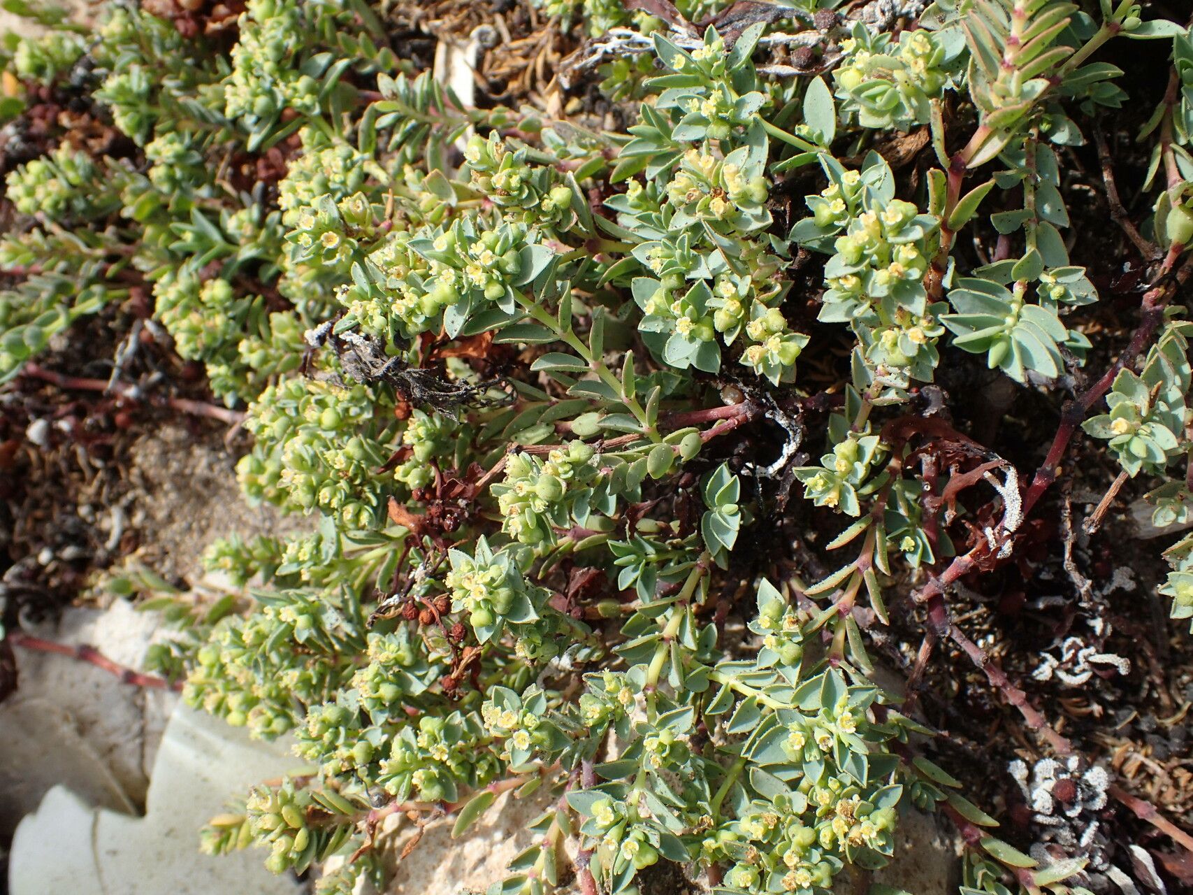 Euphorbia mesembryanthemifolia habit