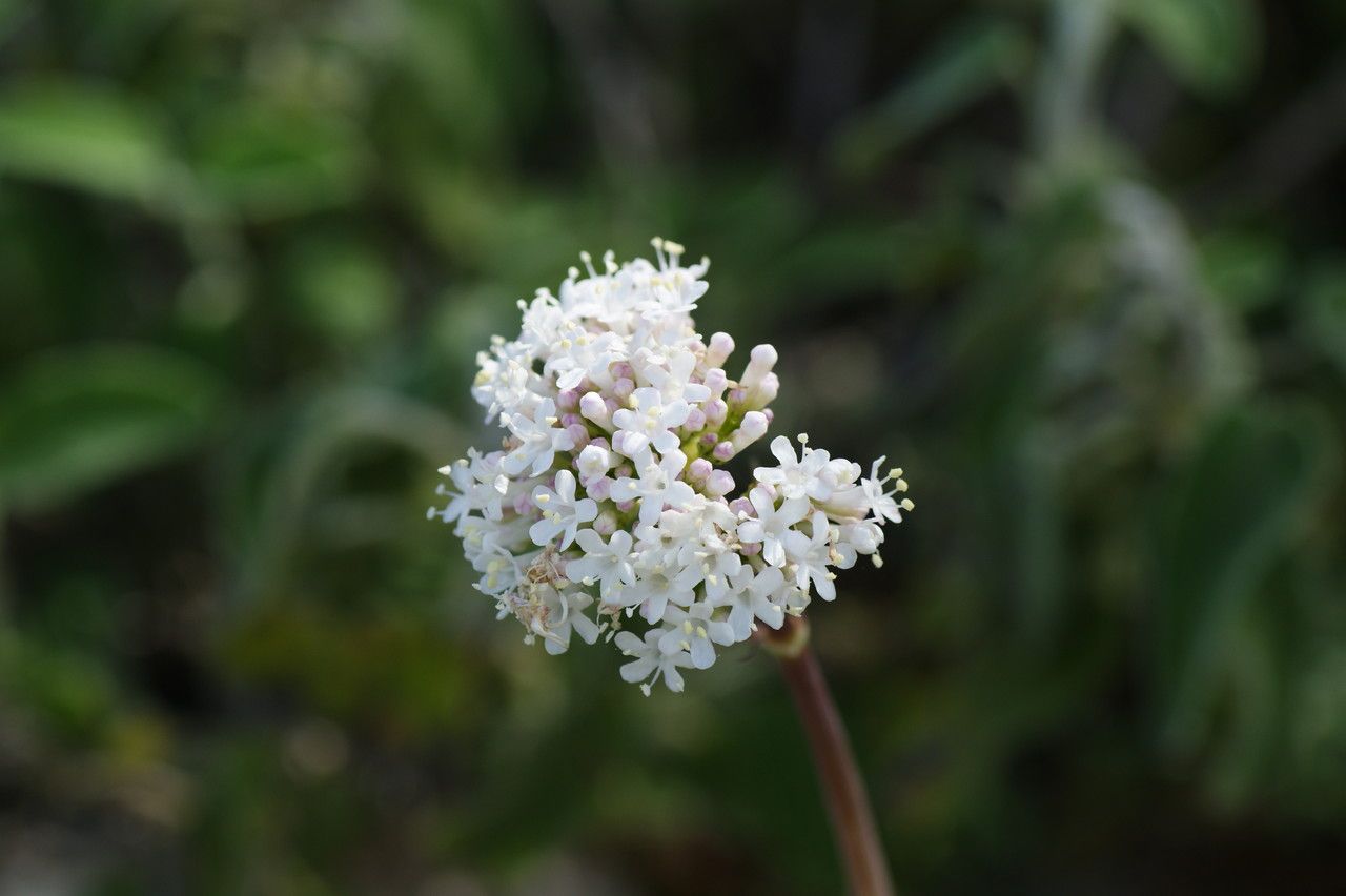 Valeriana italica flower