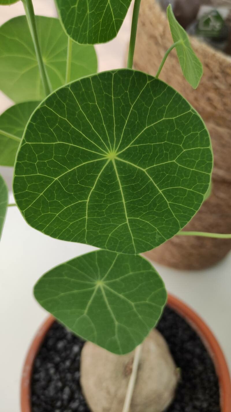 Stephania pierrei leaf