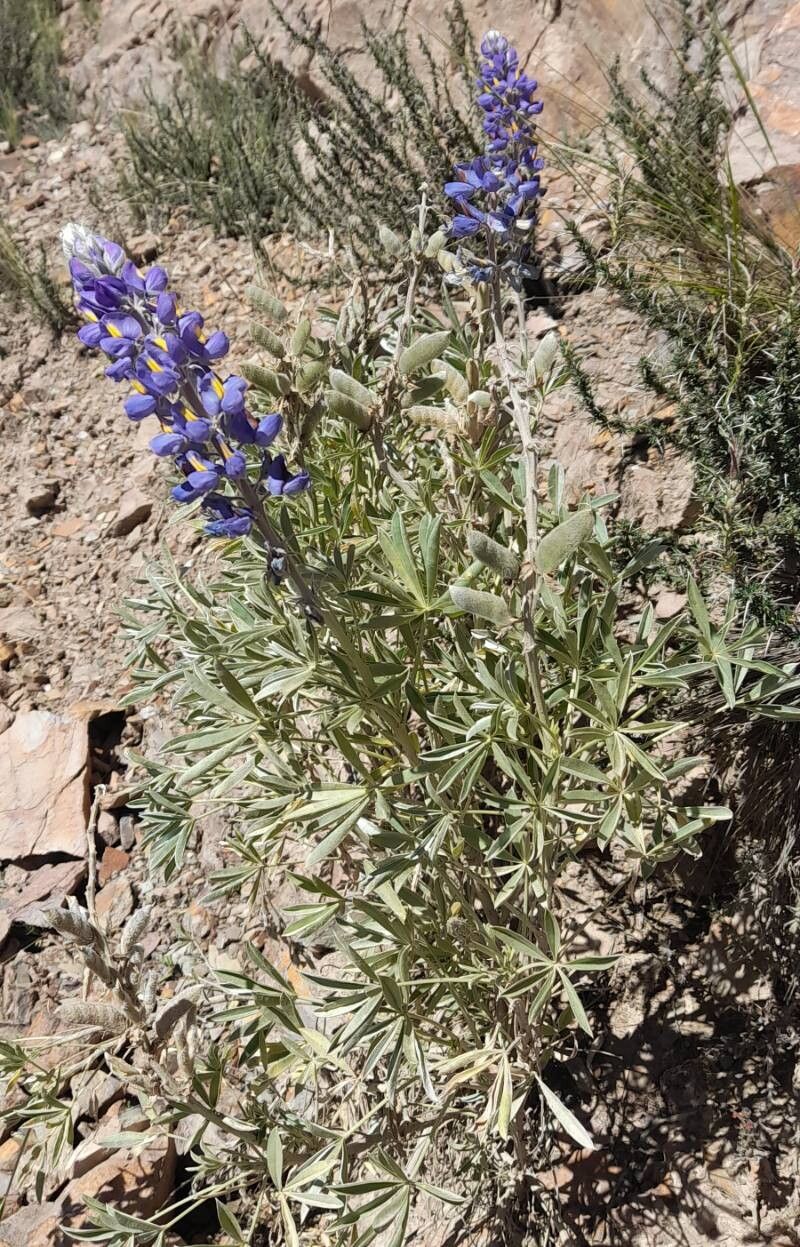Lupinus ultramontanus habit