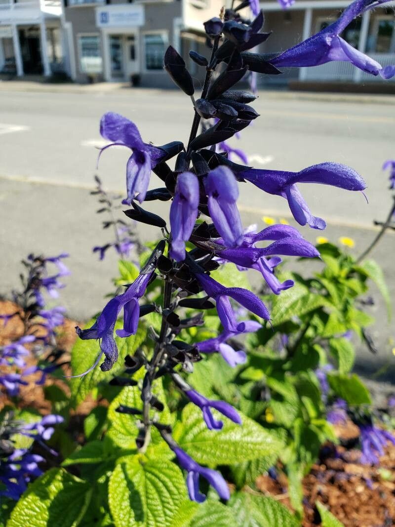 Salvia tiliifolia flower