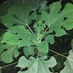 Broussonetia papyrifera