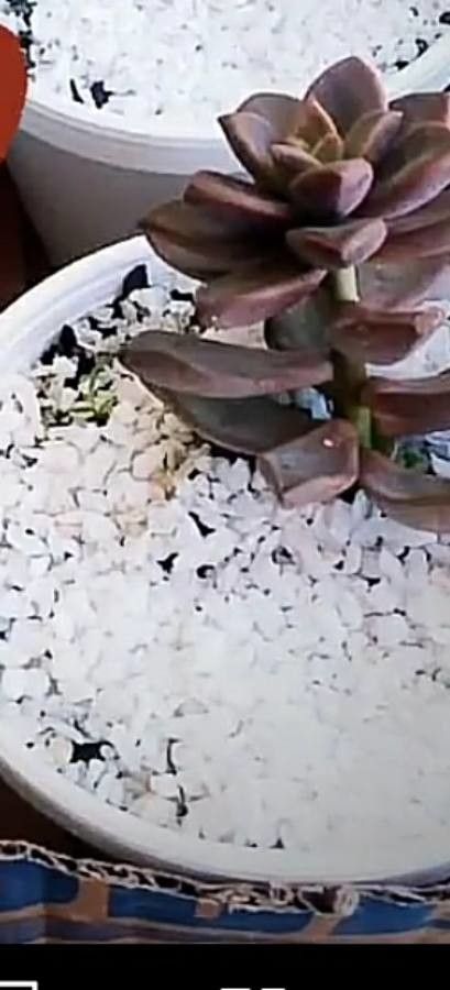 Graptopetalum spp. leaf