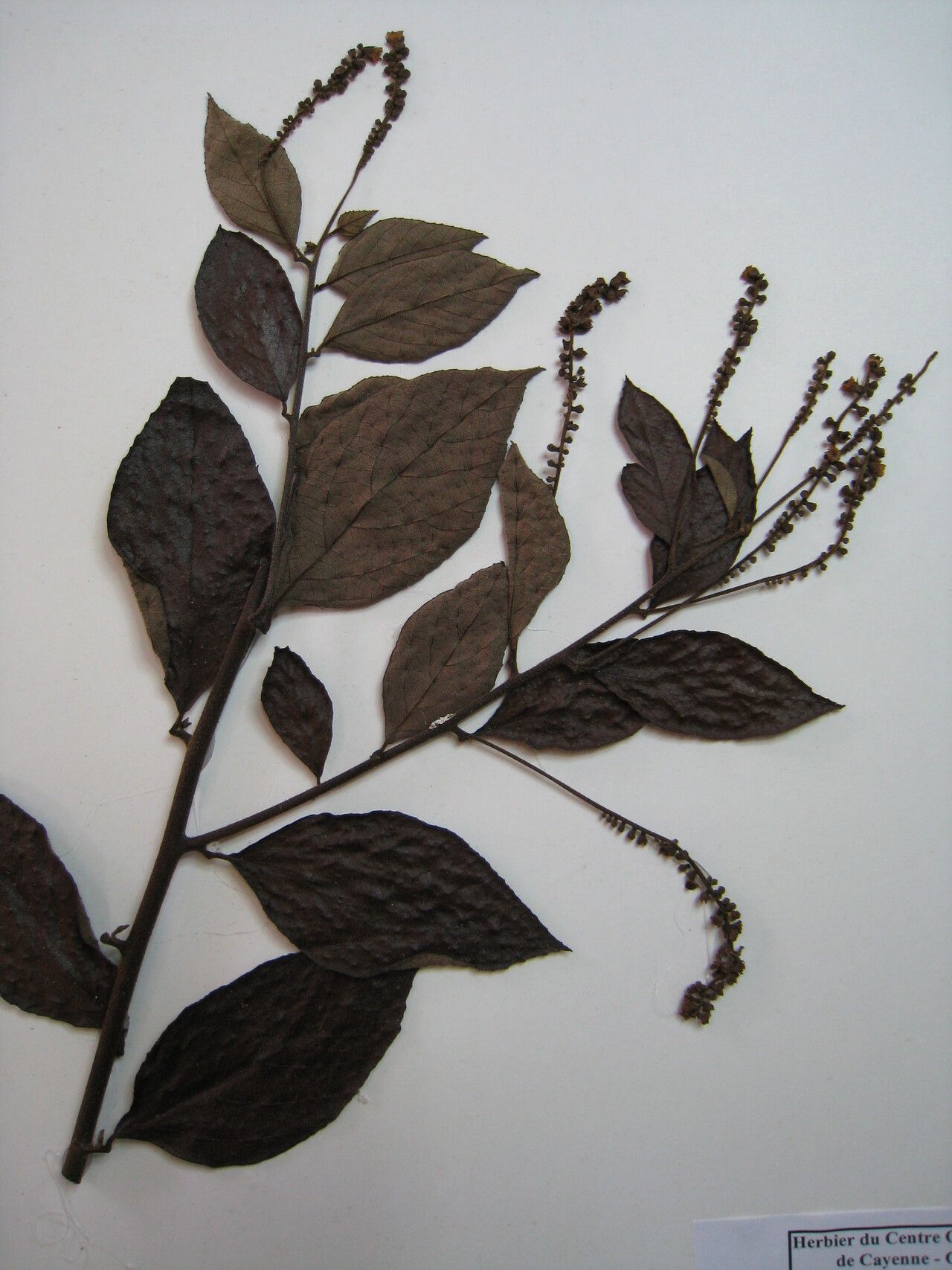 Cordia schomburgkii — houseplant care guide