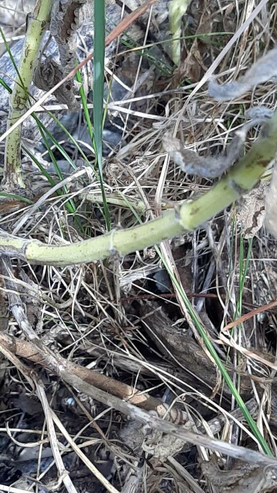 Nepeta tuberosa bark