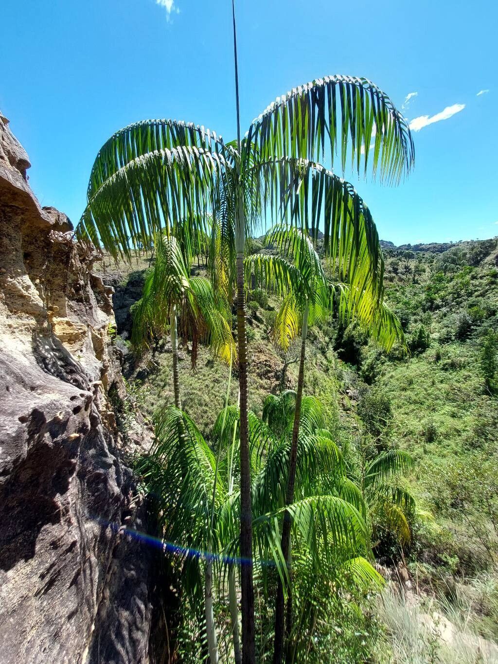 Dypsis onilahensis habit