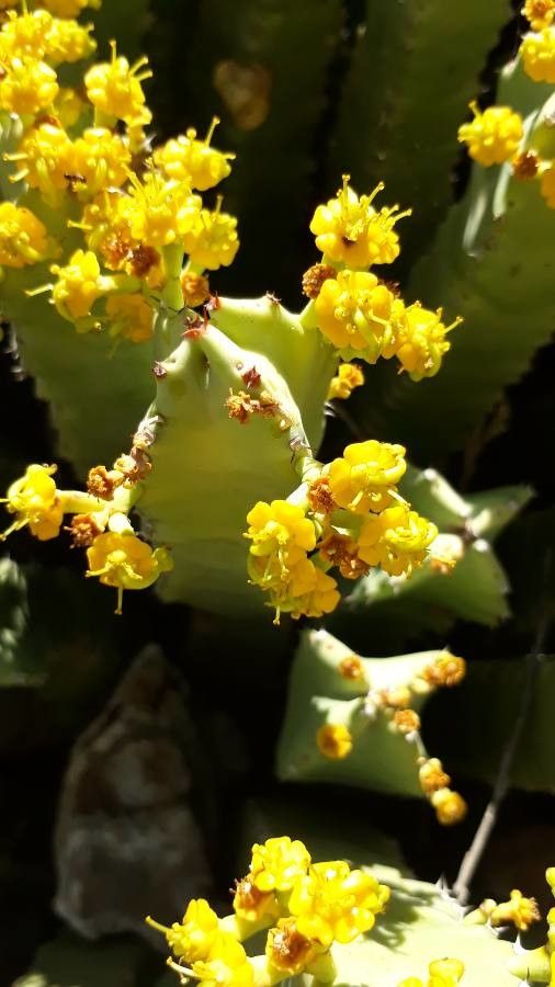 Euphorbia resinifera flower