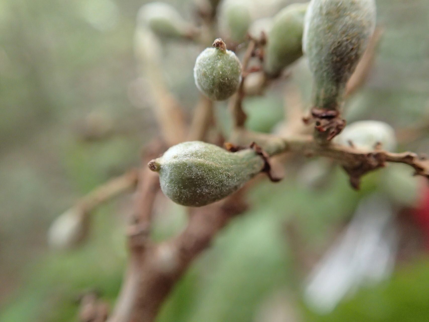 Cupaniopsis apiocarpa fruit