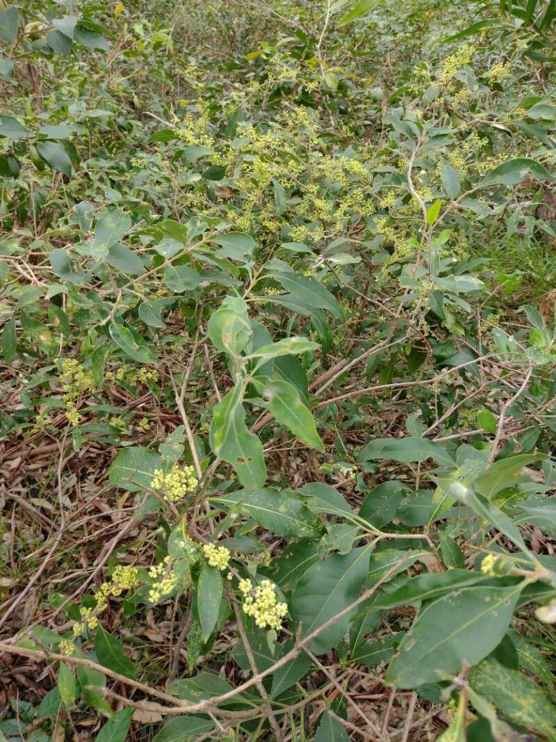 Notelaea longifolia habit