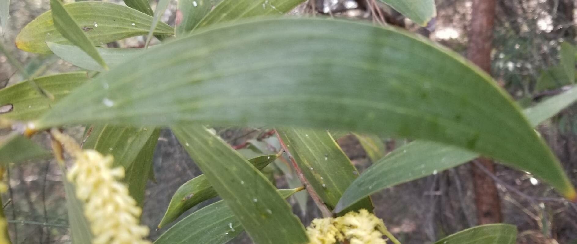 Acacia leiocalyx — search result for 'Acacia'