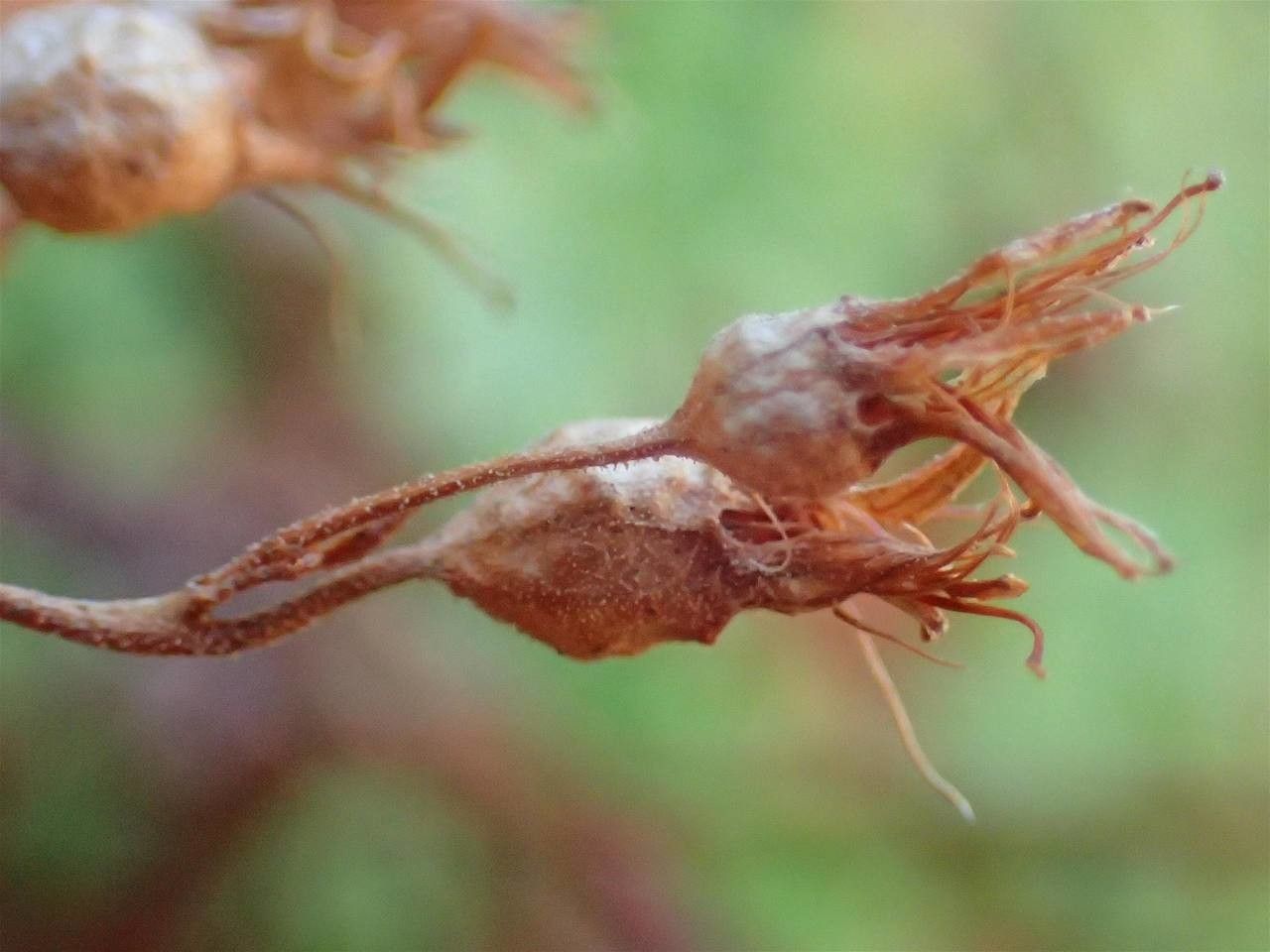 Saxifraga geranioides fruit