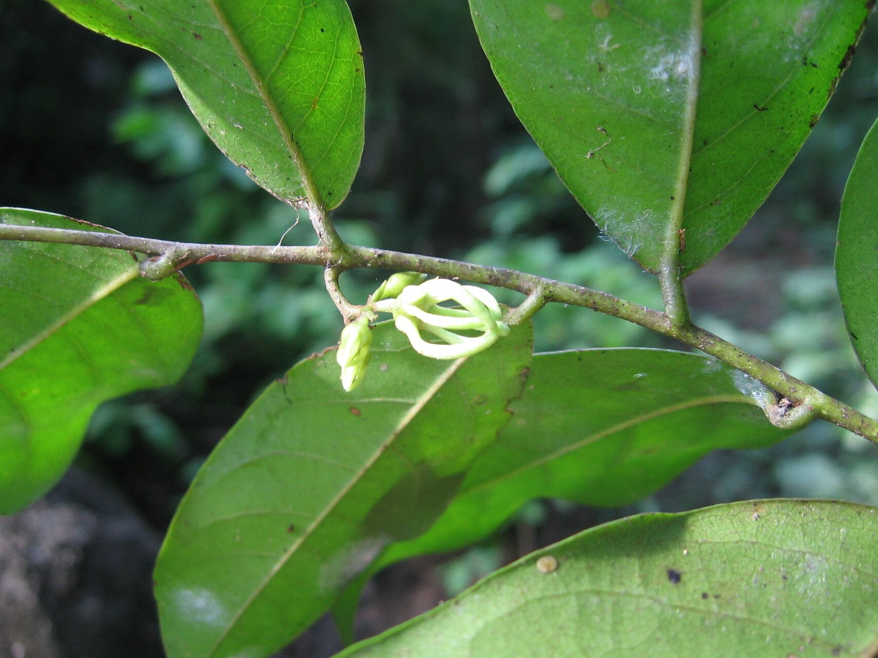 Artabotrys monteiroae — houseplant care guide