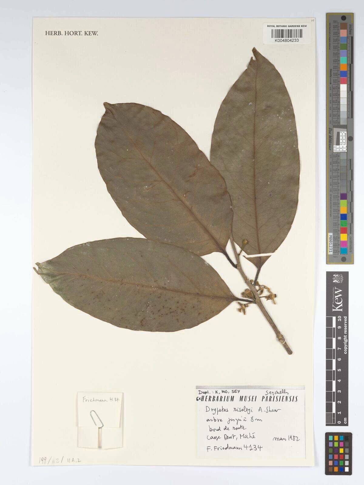 Drypetes riseleyi — houseplant care guide