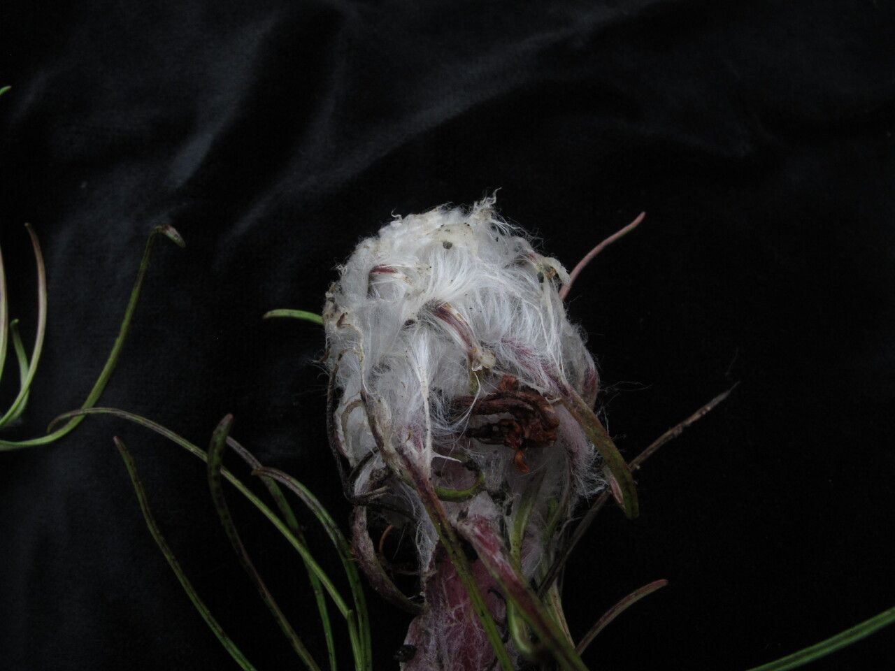 Saussurea graminifolia — houseplant care guide