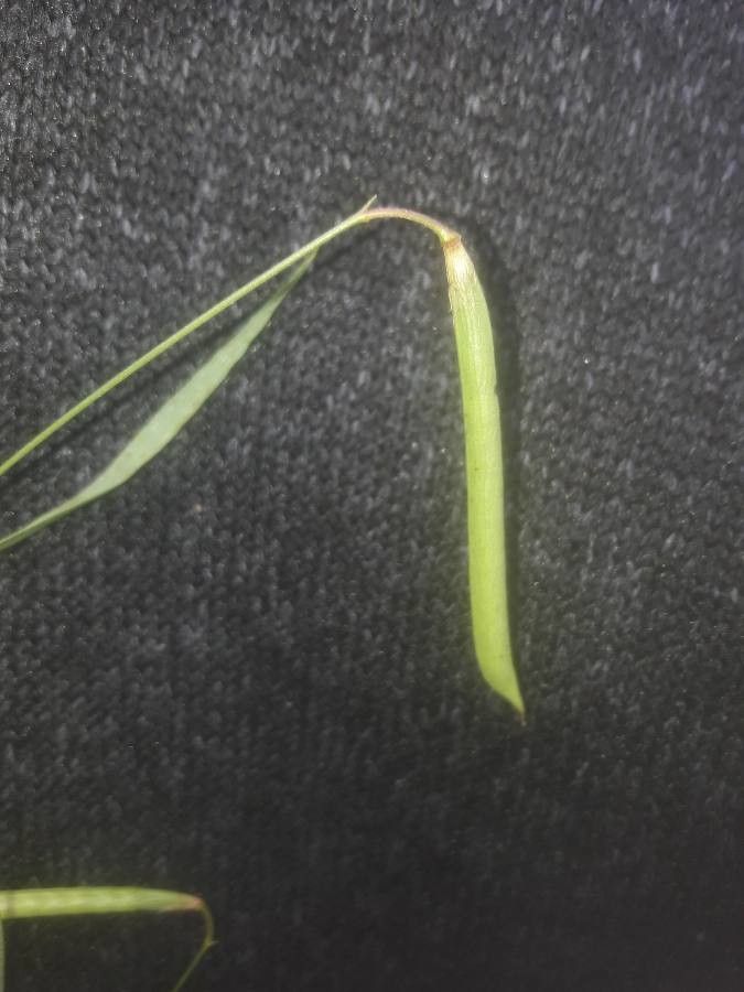 Lathyrus nissolia fruit