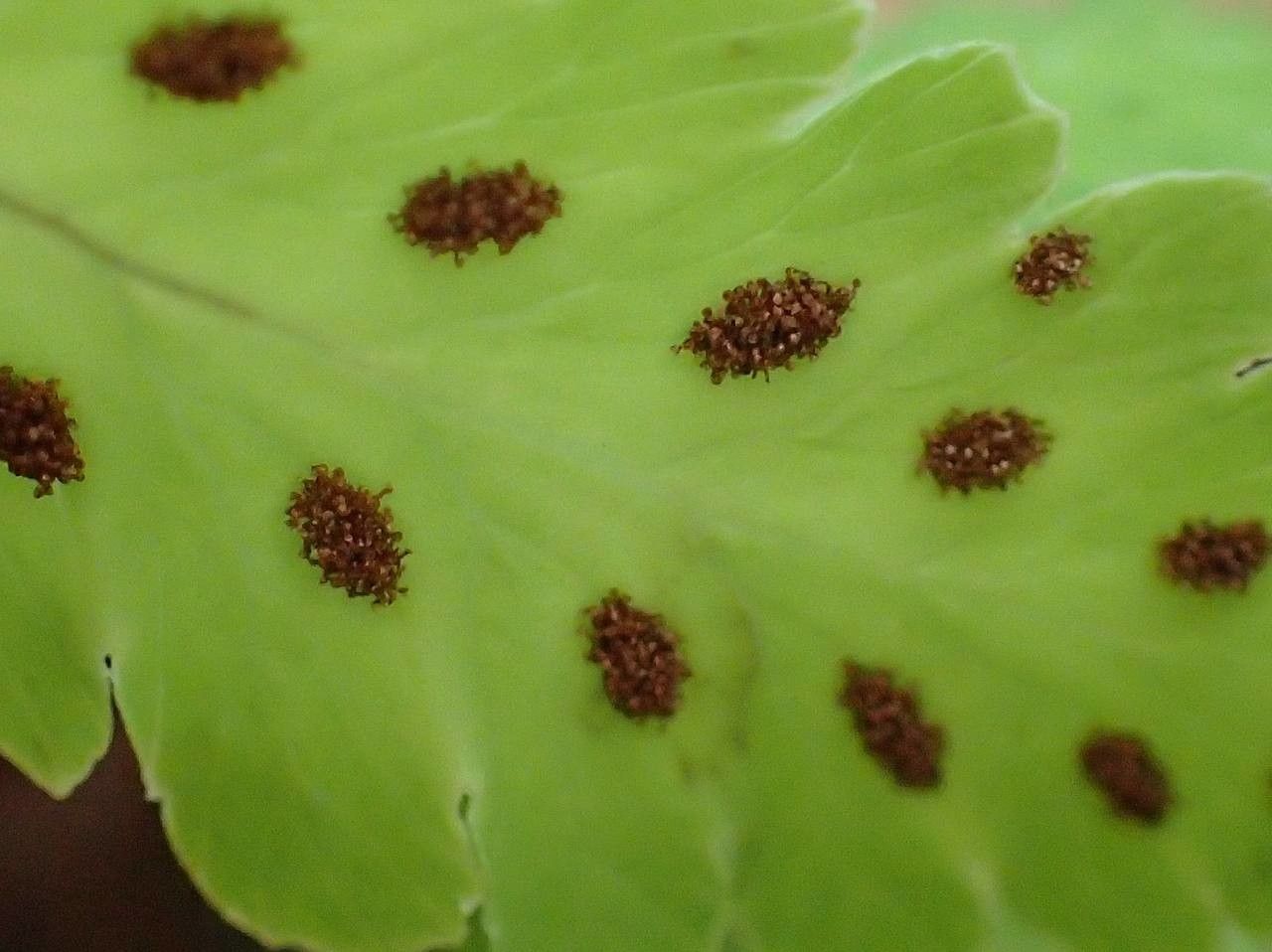 Gymnocarpium oyamense — search result for 'Aspleniaceae'