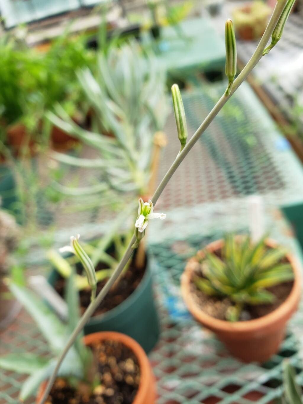 Haworthiopsis glauca flower