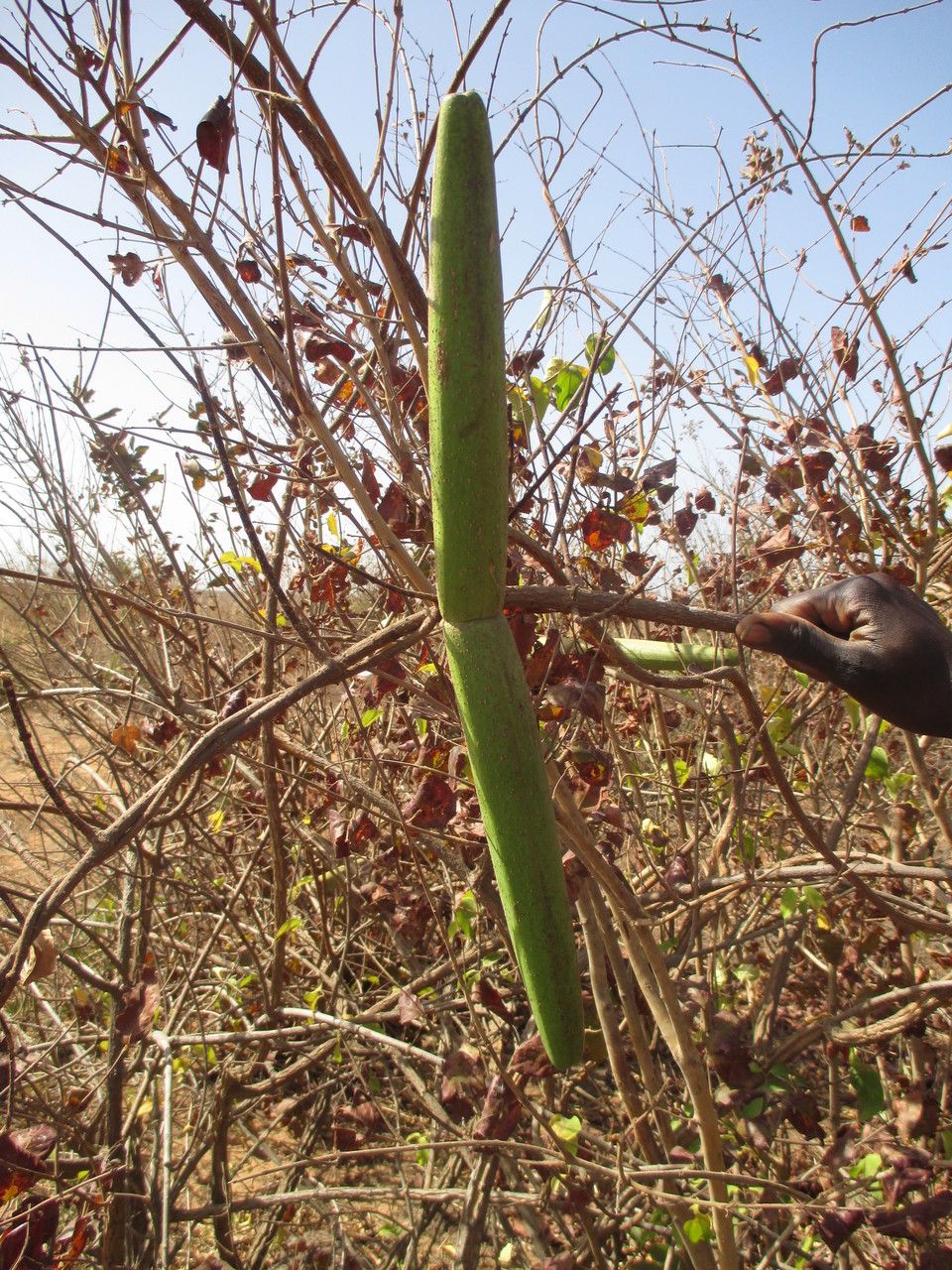 Strophanthus sarmentosus fruit
