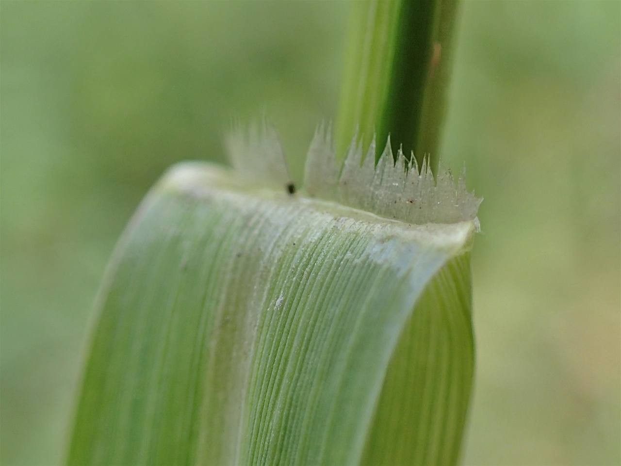Panicum dichotomiflorum flower
