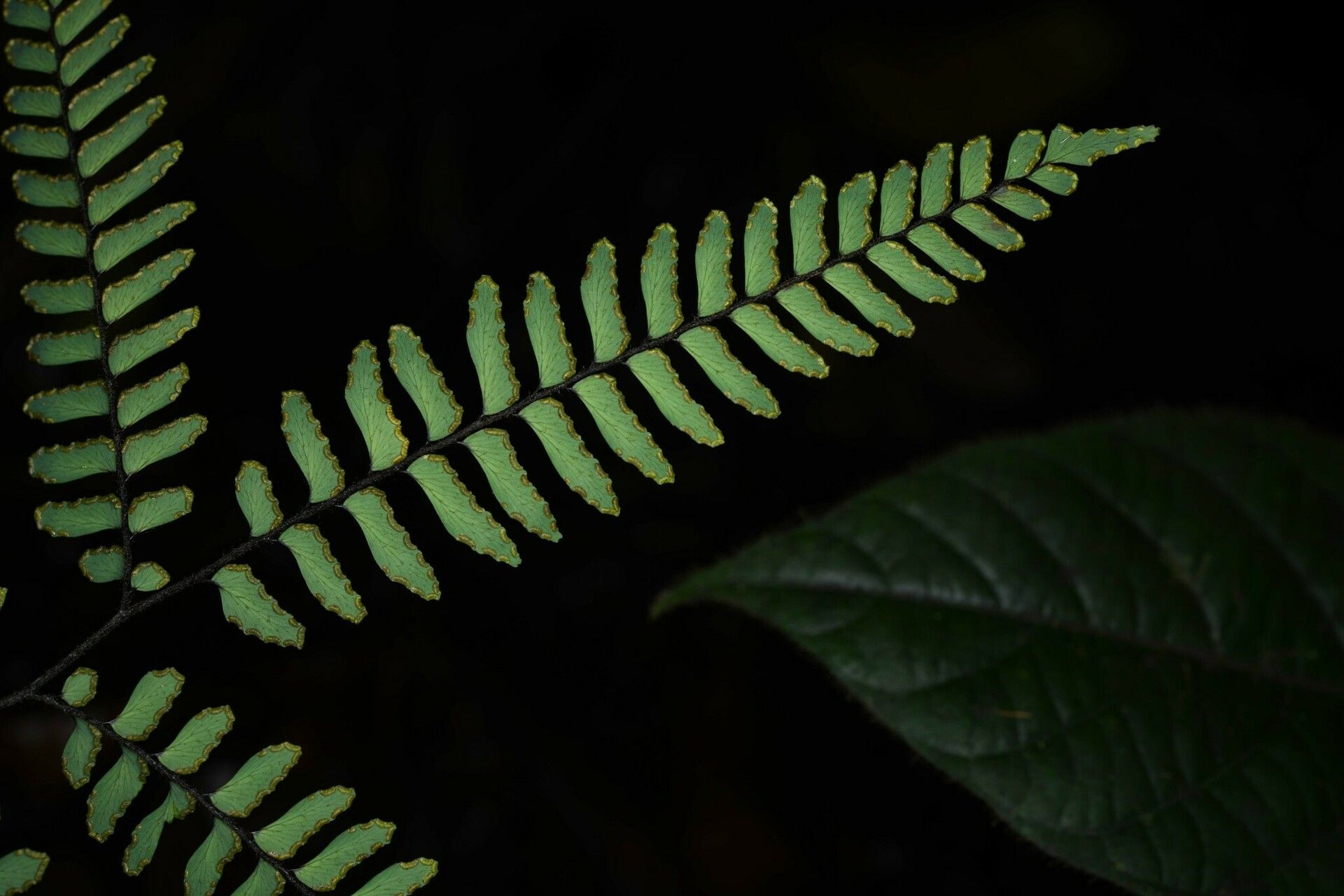 Adiantum terminatum fruit