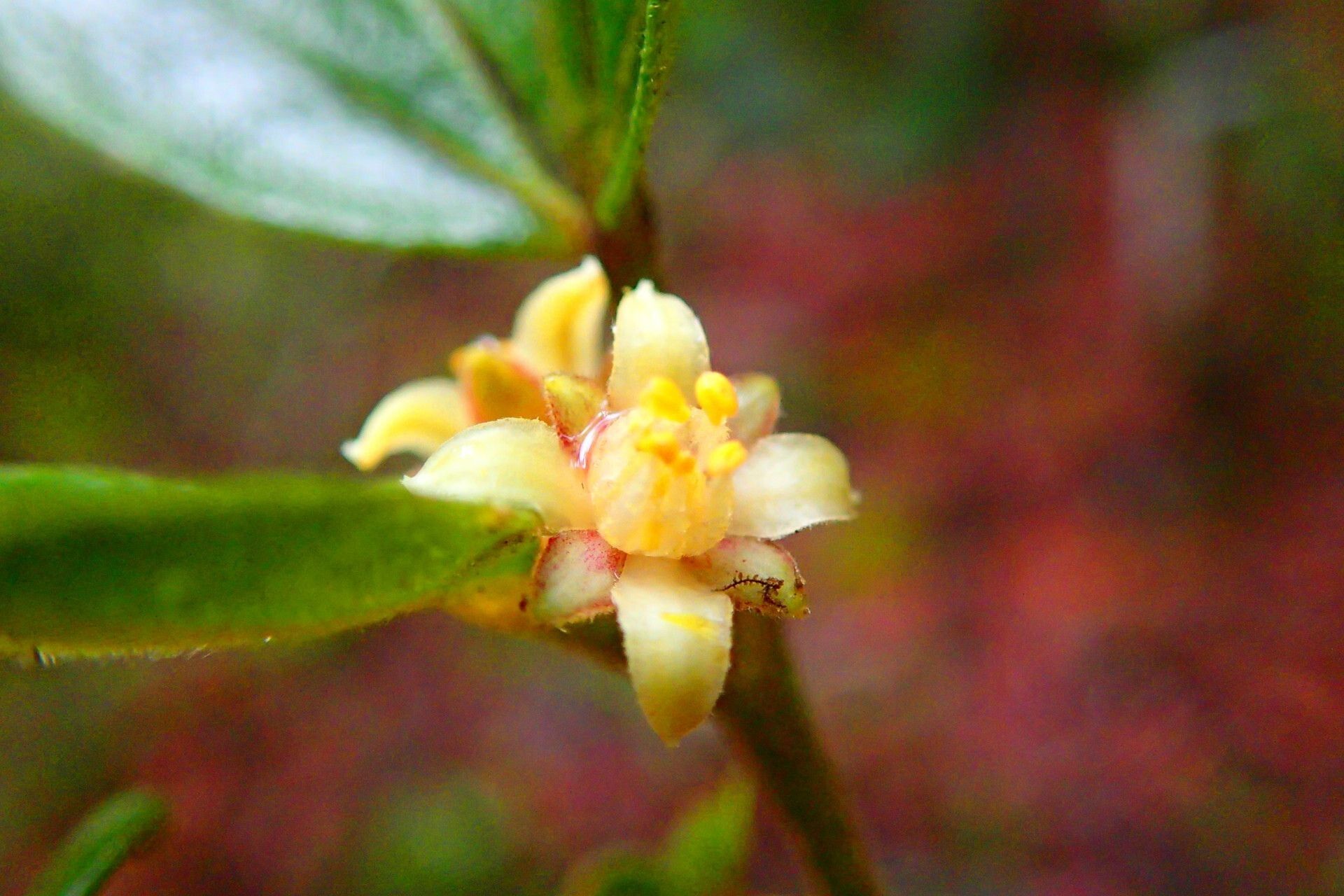Melicope vieillardii flower
