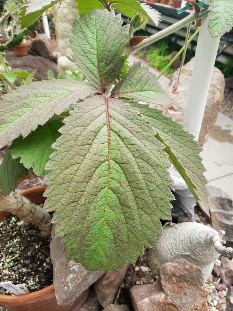 Cyphostemma woodii — houseplant care guide