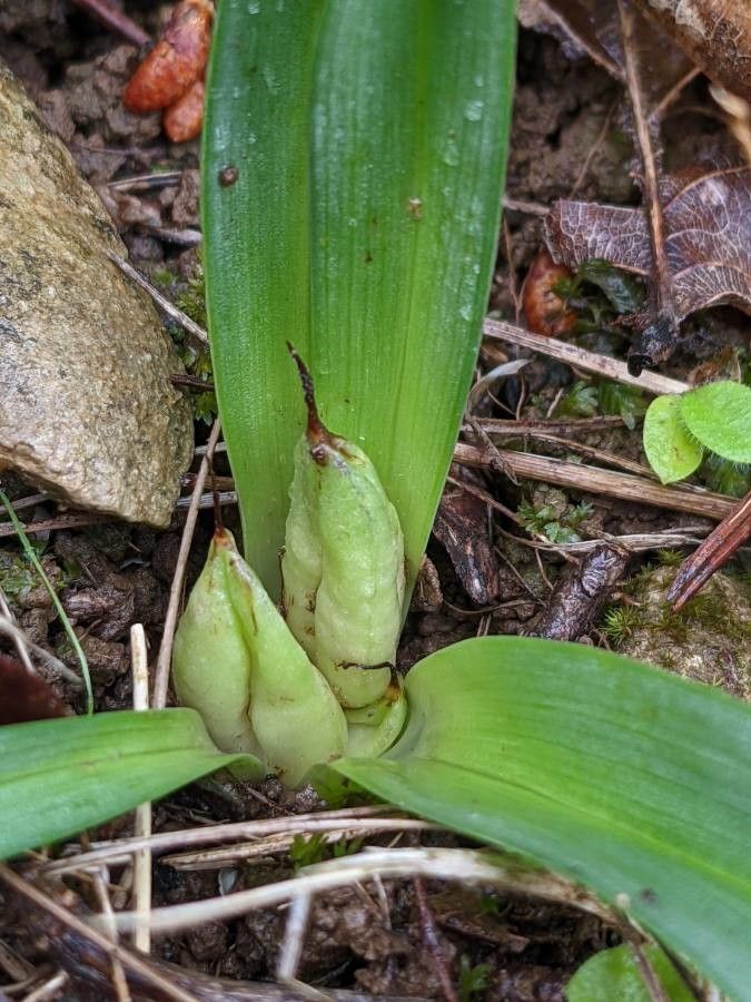Colchicum longifolium fruit
