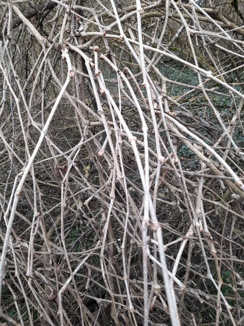 Parthenocissus vitacea bark