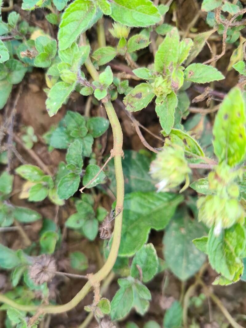 Hyptis atrorubens bark