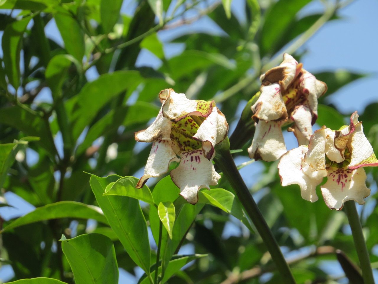 Rothmannia urcelliformis flower