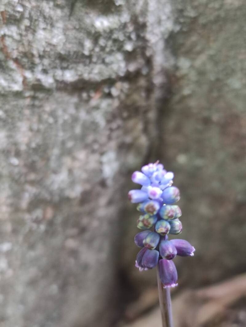 Muscari atlanticum flower