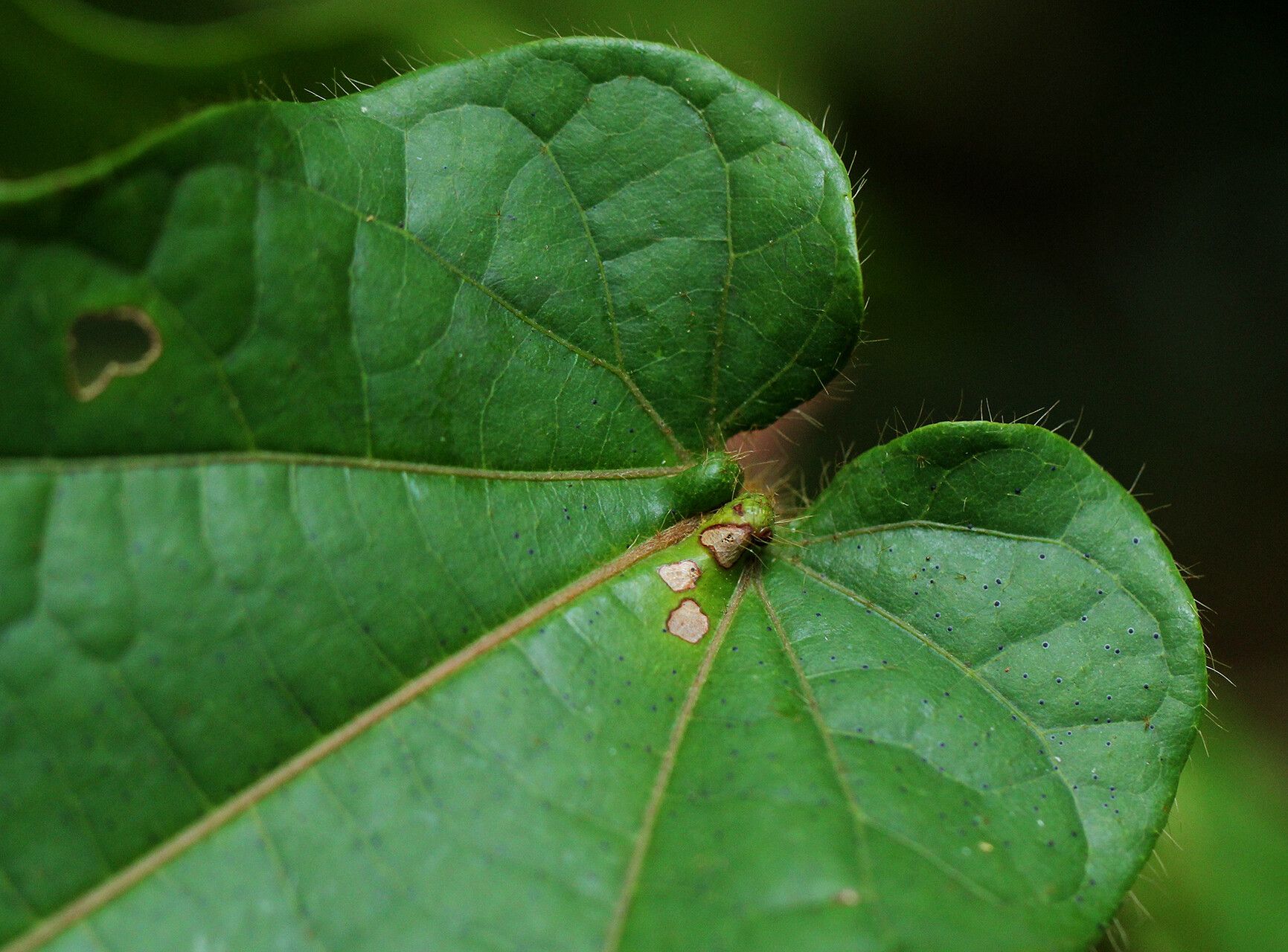 Cola marsupium — houseplant care guide