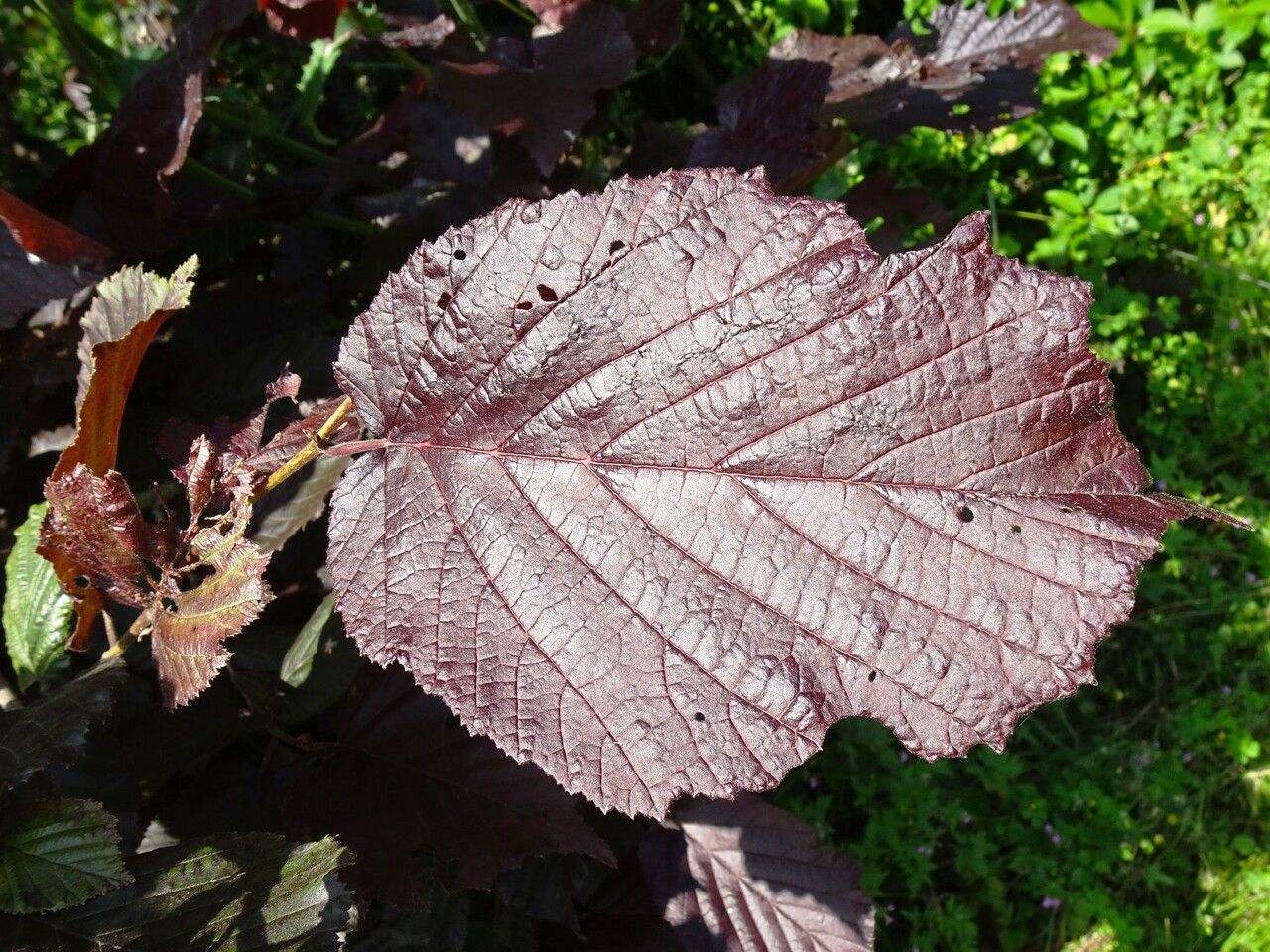 Corylus maxima — search result for 'Turkey'
